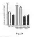 Fig. 09 - TRANSCRIPTION FACTOR FOR PROMOTING LATERAL ROOT GROWTH UNDER NITROGEN-LIMITING CONDITIONS