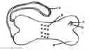 Fig. 01 - Dog watering toy
