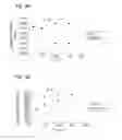 Fig. 06 - Nitride semiconductor light emitting device