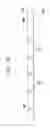 Fig. 07 - Image forming apparatus controlling areas irradiated by static elimination light