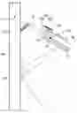 Fig. 01 - LAMP WITH SNOW REMOVING STRUCTURE