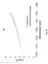 Fig. 17 - Stretcher fiber and module