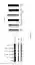 Fig. 26 - Anti-c-Met antibody