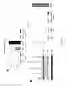 Fig. 30 - Anti-c-Met antibody