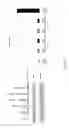Fig. 33 - Anti-c-Met antibody