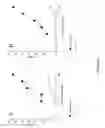Fig. 35 - Anti-c-Met antibody