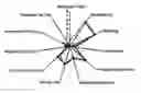Fig. 01 - Cosmetic Composition Comprising Siliconed Sapucainha Ester and a Cosmetic Product Comprising Said Composition