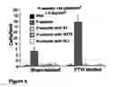 Fig. 09 - Stem cells treated by in vitro fucosylation and methods of use