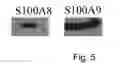 Fig. 06 - Pharmaceutical Agent for Promoting the Functional Regeneration of Damaged Tissue