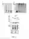 Fig. 02 - Antibody Capable of Binding Specifically to AB-Oligomer, and Use Thereof