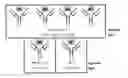 Fig. 01 - PARTIALLY LOADED ANTIBODIES AND METHODS OF THEIR CONJUGATION