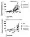 Fig. 06 - HER2/neu-specific antibodies and methods of using same