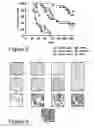 Fig. 08 - HER2/neu-specific antibodies and methods of using same