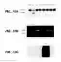 Fig. 08 - Modulation of T cell Differentiation for the treatment of T helper cell mediated diseases
