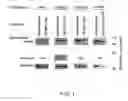 Fig. 02 - PRODUCT AND METHOD FOR TREATMENT OF CONDITIONS ASSOCIATED WITH RECEPTOR-DESENSITIZATION