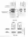 Fig. 06 - PRODUCT AND METHOD FOR TREATMENT OF CONDITIONS ASSOCIATED WITH RECEPTOR-DESENSITIZATION