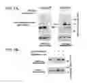 Fig. 07 - PRODUCT AND METHOD FOR TREATMENT OF CONDITIONS ASSOCIATED WITH RECEPTOR-DESENSITIZATION