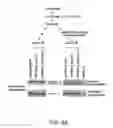 Fig. 09 - PRODUCT AND METHOD FOR TREATMENT OF CONDITIONS ASSOCIATED WITH RECEPTOR-DESENSITIZATION