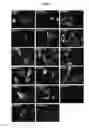 Fig. 07 - Methods and compositions for increasing the activity of inhibitory RNA