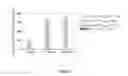 Fig. 08 - Composition for eliciting a specific CTL response, comprising a lympho-ablative compound and a molecule that contains antigenic sequences and targets professional antigen presenting cells