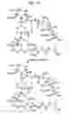 Fig. 45 - MACROCYCLIC LACTONE COMPOUNDS AND METHODS FOR THEIR USE