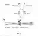 Fig. 02 - Methods of expressing proteins with disulfide bridges