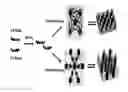 Fig. 01 - SUPRAMOLECULAR BLOCK COPOLYMER COMPOSITIONS FOR SUB-MICRON LITHOGRAPHY