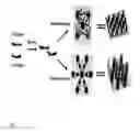 Fig. 02 - SUPRAMOLECULAR BLOCK COPOLYMER COMPOSITIONS FOR SUB-MICRON LITHOGRAPHY