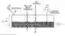 Fig. 01 - OLEOPHOBIC, AIR PERMEABLE, AND BREATHABLE COMPOSITE MEMBRANE