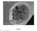 Fig. 18 - Porous carbons