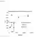 Fig. 10 - Surface-assisted hemagglutination and hemagglutination inhibition assays