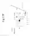 Fig. 40 - Cold shock protein compositions and methods and kits for the use thereof