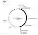 Fig. 02 - Recombinant SARS-CoV nsp12 and the use of thereof and the method for producing it