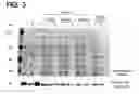 Fig. 04 - Recombinant SARS-CoV nsp12 and the use of thereof and the method for producing it