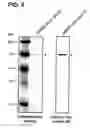 Fig. 06 - Recombinant SARS-CoV nsp12 and the use of thereof and the method for producing it