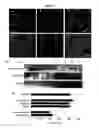 Fig. 06 - BLOOD-BRAIN BARRIER EPITOPES AND USES THEREOF