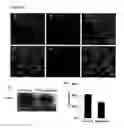 Fig. 07 - BLOOD-BRAIN BARRIER EPITOPES AND USES THEREOF