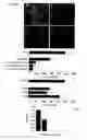 Fig. 09 - BLOOD-BRAIN BARRIER EPITOPES AND USES THEREOF