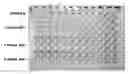 Fig. 01 - Method of quantitative assessment on reproductive effort of black-lip pearl oysters using antibody specific thereto