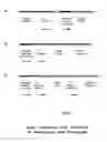 Fig. 01 - Novel process, construct and conjugate for producing multiple nucleic acid copies