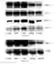 Fig. 02 - MAMMALIAN CELL EXPRESSION VECTORS AND UTILIZATION