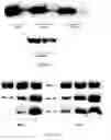 Fig. 07 - MAMMALIAN CELL EXPRESSION VECTORS AND UTILIZATION
