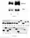 Fig. 08 - MAMMALIAN CELL EXPRESSION VECTORS AND UTILIZATION
