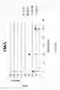 Fig. 32 - Cardiomyocyte production