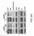 Fig. 22 - System for Curing Hepatic Cancer with Leptin