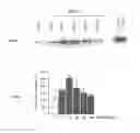 Fig. 01 - Peptides derived from NCAM (FGLs)