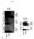 Fig. 02 - METHODS OF DETECTING LONG RANGE CHROMOSOMAL INTERACTIONS