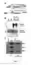 Fig. 05 - METHODS OF DETECTING LONG RANGE CHROMOSOMAL INTERACTIONS