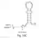 Fig. 08 - Aptamers to tissue factor pathway inhibitor and their use as bleeding disorder therapeutics