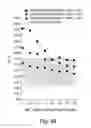 Fig. 79 - Aptamers to tissue factor pathway inhibitor and their use as bleeding disorder therapeutics